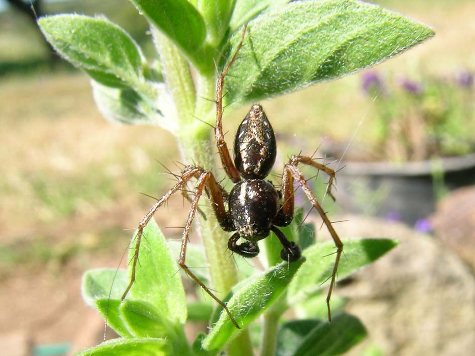 Oxyopes